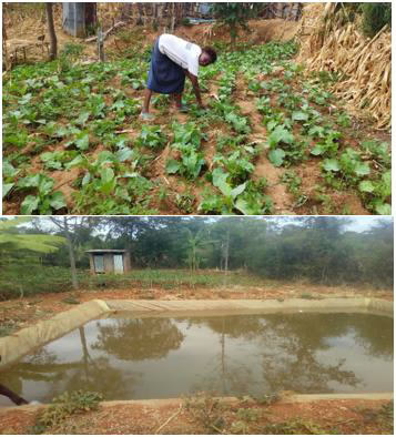 Millicent Igoki, a Practising Skills Provider (PSP) tending to her vegetable at her garden in Kanyweri village in Mbeere North, Embu County