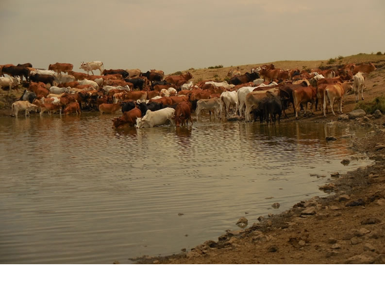 Cattles drink water at Olshaiki waterpan in Olkeri, Kajiado County. May 2024. Source SACDEP Library