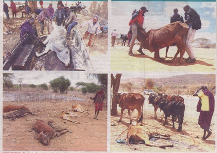 Drought period and animal deaths in Kajiado. May 2022. Source: SACDEP Library