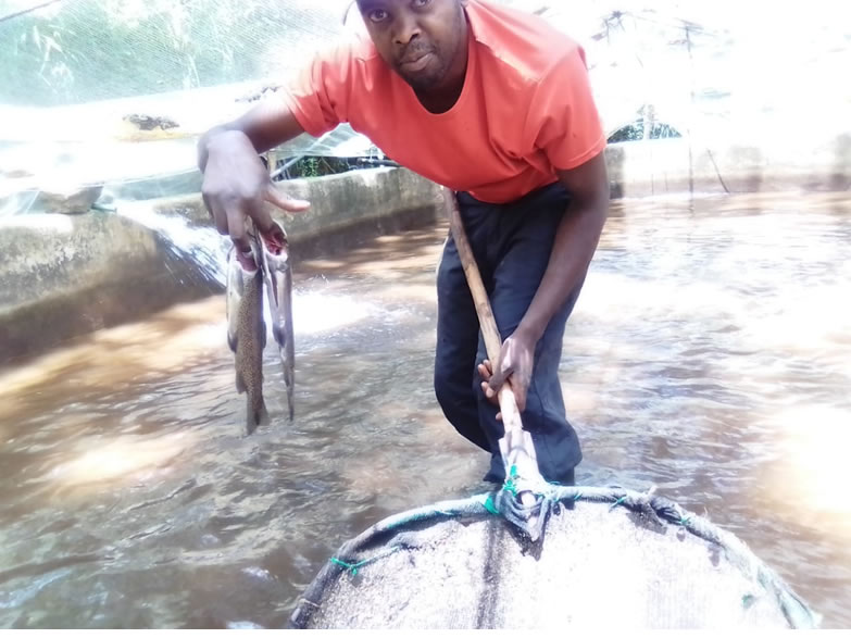 John Karuwe, the fish attendant at Kimakia Forest Nature Conservation and Environmental Education Center in the Aberdares Forest, Muranga County harvesting table-sized trout fish. June 2023. Source; SACDEP Library