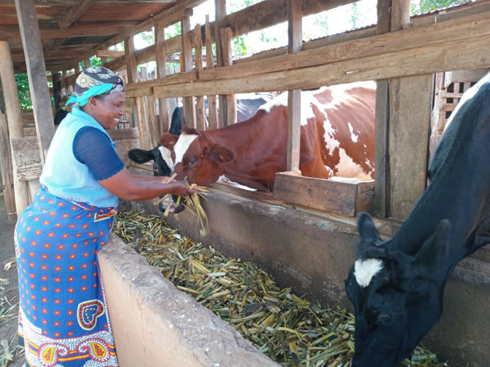 Mariah from Loitoktok feeding her dairy cows in a zero grazing unit. May 2024. Source: SACDEP Library