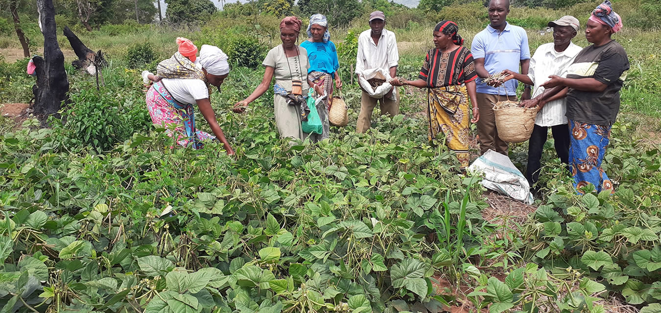 SACDEP Farmers from Taita Taveta Project Area through MFA V Project being trained in crop production- green grams using Sustainable Ecological Agriculture practices. June 2022. Source: SACDEP Library.