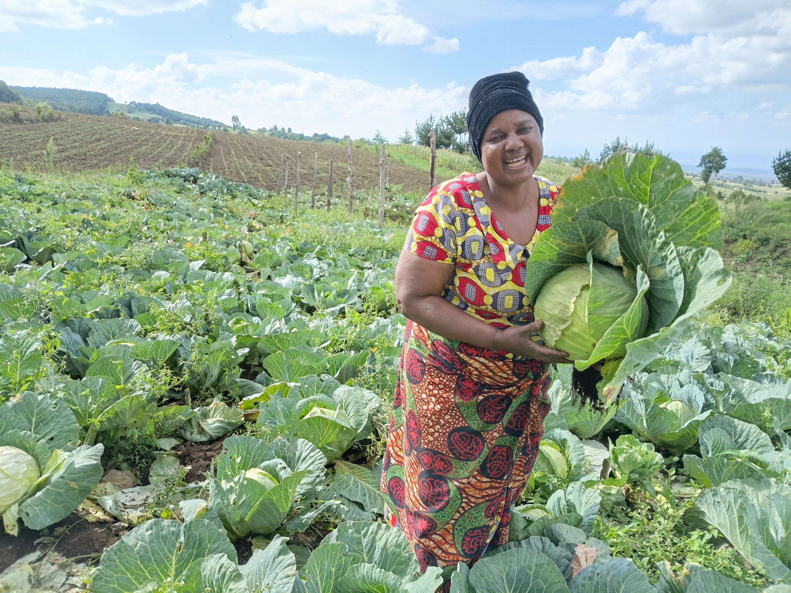 Happiness Nashipai a farmer from Emaooi Self Help Group, Loitotok harvesting organic cabbage from her farm. March 2026. Source; SACDEP 2026